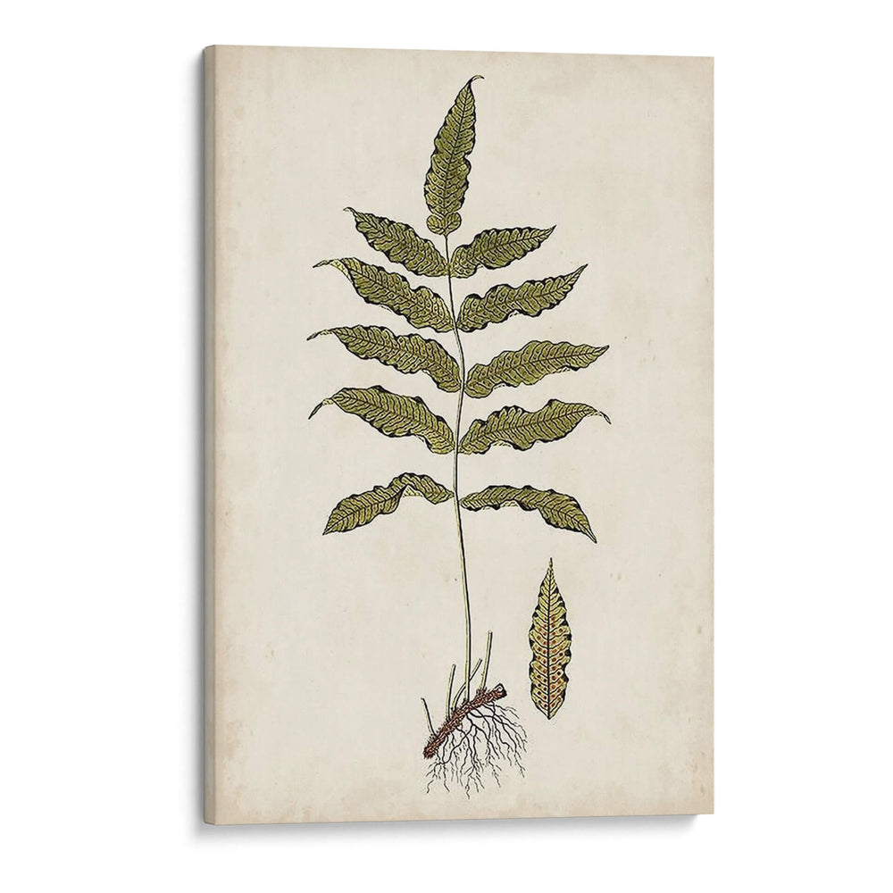 Fern Botanical Iii - Vision Studio | Cuadro decorativo de Canvas Lab
