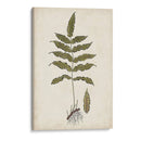 Fern Botanical Iii - Vision Studio | Cuadro decorativo de Canvas Lab