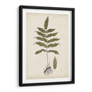 Fern Botanical Iii - Vision Studio | Cuadro decorativo de Canvas Lab
