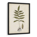 Fern Botanical Iii - Vision Studio | Cuadro decorativo de Canvas Lab