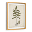 Fern Botanical Iii - Vision Studio | Cuadro decorativo de Canvas Lab