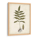 Fern Botanical Iii - Vision Studio | Cuadro decorativo de Canvas Lab