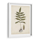 Fern Botanical Iii - Vision Studio | Cuadro decorativo de Canvas Lab