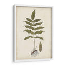 Fern Botanical Iii - Vision Studio | Cuadro decorativo de Canvas Lab