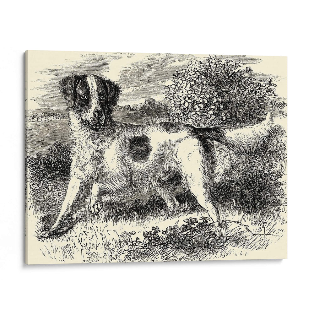 Setter De Inglés | Cuadro decorativo de Canvas Lab