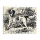 Setter De Inglés | Cuadro decorativo de Canvas Lab