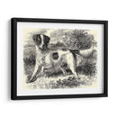 Setter De Inglés | Cuadro decorativo de Canvas Lab