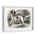 Setter De Inglés | Cuadro decorativo de Canvas Lab