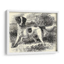 Setter De Inglés | Cuadro decorativo de Canvas Lab