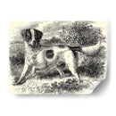 Setter De Inglés | Cuadro decorativo de Canvas Lab