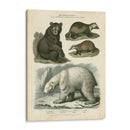 Oso Marrón Y Oso Polar - Sydenham Edwards | Cuadro decorativo de Canvas Lab