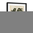 Oso Marrón Y Oso Polar - Sydenham Edwards | Cuadro decorativo de Canvas Lab
