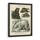 Oso Marrón Y Oso Polar - Sydenham Edwards | Cuadro decorativo de Canvas Lab