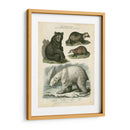 Oso Marrón Y Oso Polar - Sydenham Edwards | Cuadro decorativo de Canvas Lab