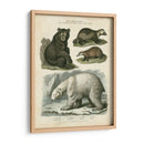 Oso Marrón Y Oso Polar - Sydenham Edwards | Cuadro decorativo de Canvas Lab