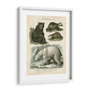 Oso Marrón Y Oso Polar - Sydenham Edwards | Cuadro decorativo de Canvas Lab
