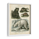 Oso Marrón Y Oso Polar - Sydenham Edwards | Cuadro decorativo de Canvas Lab