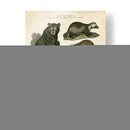 Oso Marrón Y Oso Polar - Sydenham Edwards | Cuadro decorativo de Canvas Lab