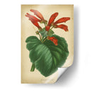 Vermillion Blooms I - Paxton | Cuadro decorativo de Canvas Lab