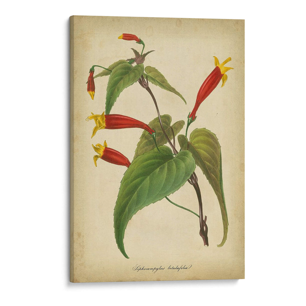 Vermillion Blooms Iv - Paxton | Cuadro decorativo de Canvas Lab