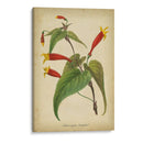 Vermillion Blooms Iv - Paxton | Cuadro decorativo de Canvas Lab