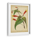 Vermillion Blooms Iv - Paxton | Cuadro decorativo de Canvas Lab