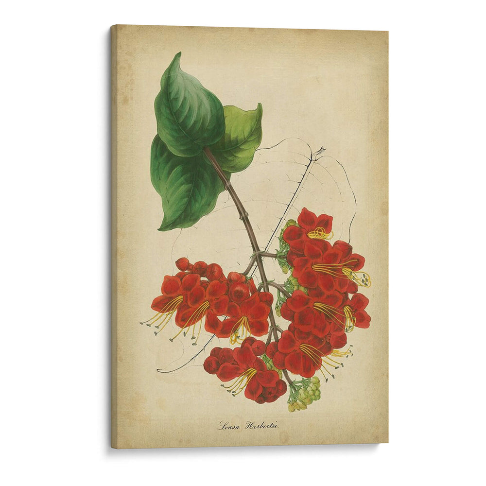 Vermillion Blooms Ii - Paxton | Cuadro decorativo de Canvas Lab