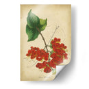 Vermillion Blooms Ii - Paxton | Cuadro decorativo de Canvas Lab