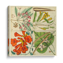 Catesby Botanical Quadrant Iii - Mark Catesby | Cuadro decorativo de Canvas Lab