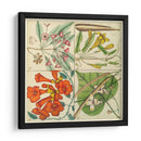 Catesby Botanical Quadrant Iii - Mark Catesby | Cuadro decorativo de Canvas Lab