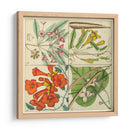 Catesby Botanical Quadrant Iii - Mark Catesby | Cuadro decorativo de Canvas Lab
