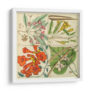 Catesby Botanical Quadrant Iii - Mark Catesby | Cuadro decorativo de Canvas Lab