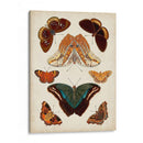 Mariposas Mostradas Ii - Vision Studio | Cuadro decorativo de Canvas Lab