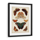 Mariposas Mostradas Ii - Vision Studio | Cuadro decorativo de Canvas Lab