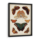 Mariposas Mostradas Ii - Vision Studio | Cuadro decorativo de Canvas Lab