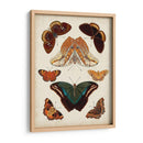 Mariposas Mostradas Ii - Vision Studio | Cuadro decorativo de Canvas Lab