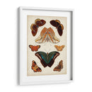 Mariposas Mostradas Ii - Vision Studio | Cuadro decorativo de Canvas Lab