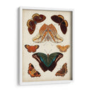 Mariposas Mostradas Ii - Vision Studio | Cuadro decorativo de Canvas Lab