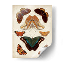 Mariposas Mostradas Ii - Vision Studio | Cuadro decorativo de Canvas Lab