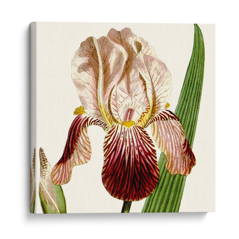 Viii Botánico Antiguo Recortado - Vision Studio | Cuadro decorativo de Canvas Lab