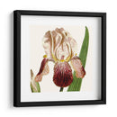 Viii Botánico Antiguo Recortado - Vision Studio | Cuadro decorativo de Canvas Lab