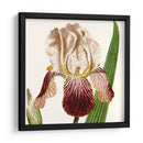 Viii Botánico Antiguo Recortado - Vision Studio | Cuadro decorativo de Canvas Lab
