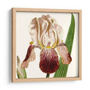 Viii Botánico Antiguo Recortado - Vision Studio | Cuadro decorativo de Canvas Lab
