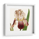 Viii Botánico Antiguo Recortado - Vision Studio | Cuadro decorativo de Canvas Lab