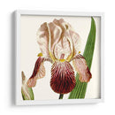 Viii Botánico Antiguo Recortado - Vision Studio | Cuadro decorativo de Canvas Lab