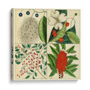Catesby Botanical Quadrant Ii - Mark Catesby | Cuadro decorativo de Canvas Lab