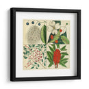 Catesby Botanical Quadrant Ii - Mark Catesby | Cuadro decorativo de Canvas Lab