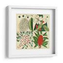 Catesby Botanical Quadrant Ii - Mark Catesby | Cuadro decorativo de Canvas Lab
