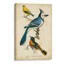Wilsons Blue Jay - Alexander Wilson | Cuadro decorativo de Canvas Lab