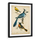 Wilsons Blue Jay - Alexander Wilson | Cuadro decorativo de Canvas Lab
